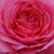 Rose - Rosiers floribunda - First Edition
